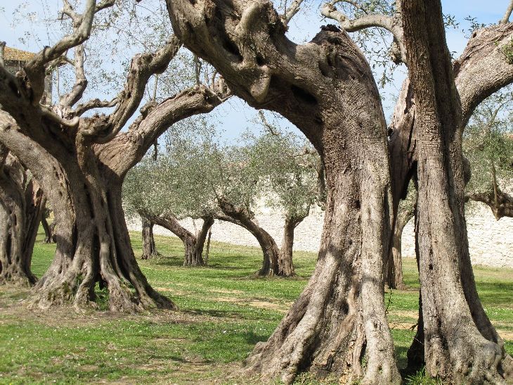 castiglione del lago 09